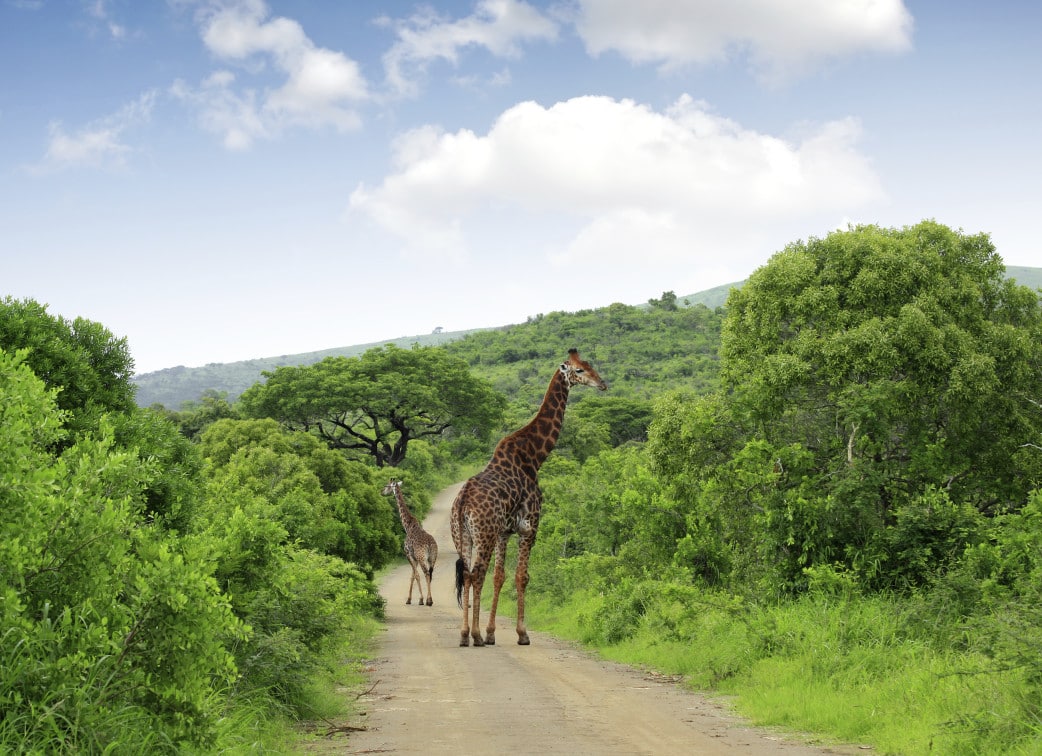 Giraffen im Krüger Nationalpark in Südafrika