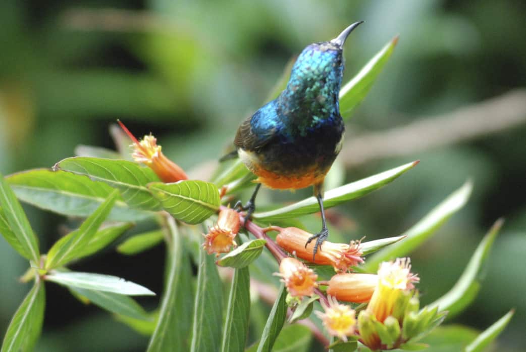 Ruanda - Reisen - Vogelbeobachtungen