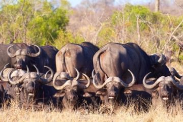 Büffelherde Fußsafari Lake Mburo