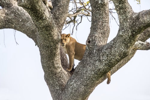 Fahrt in den Queen Elizabeth Nationalpark