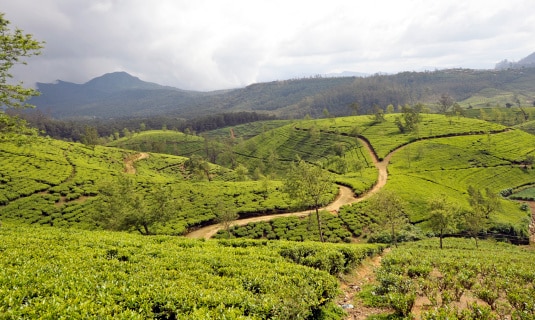 Sri Lanka-Nuwara Eliya
