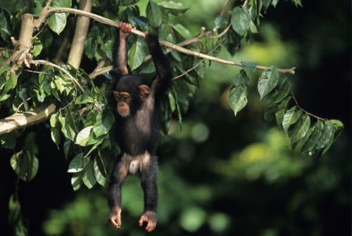 Schimpanse beim Trekking in Uganda