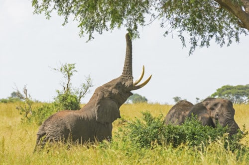 Rückfahrt nach Entebbe