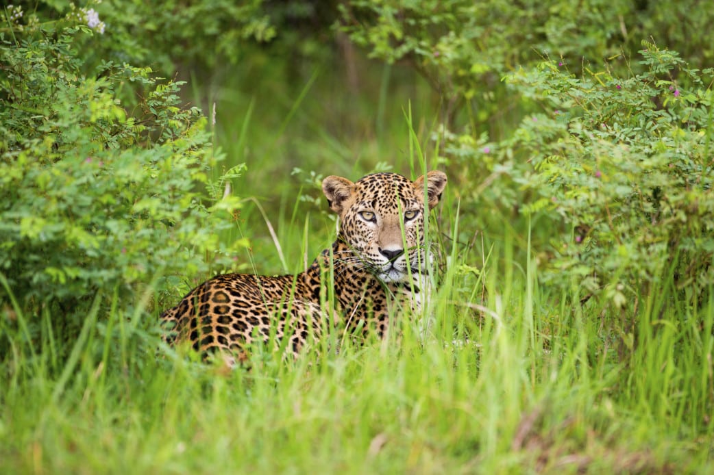 Safari Reisen Sri Lanka - Yala
