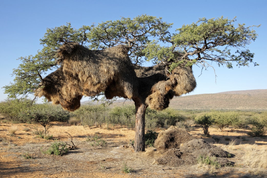 Werbervogelnest - Suedafrika Safari