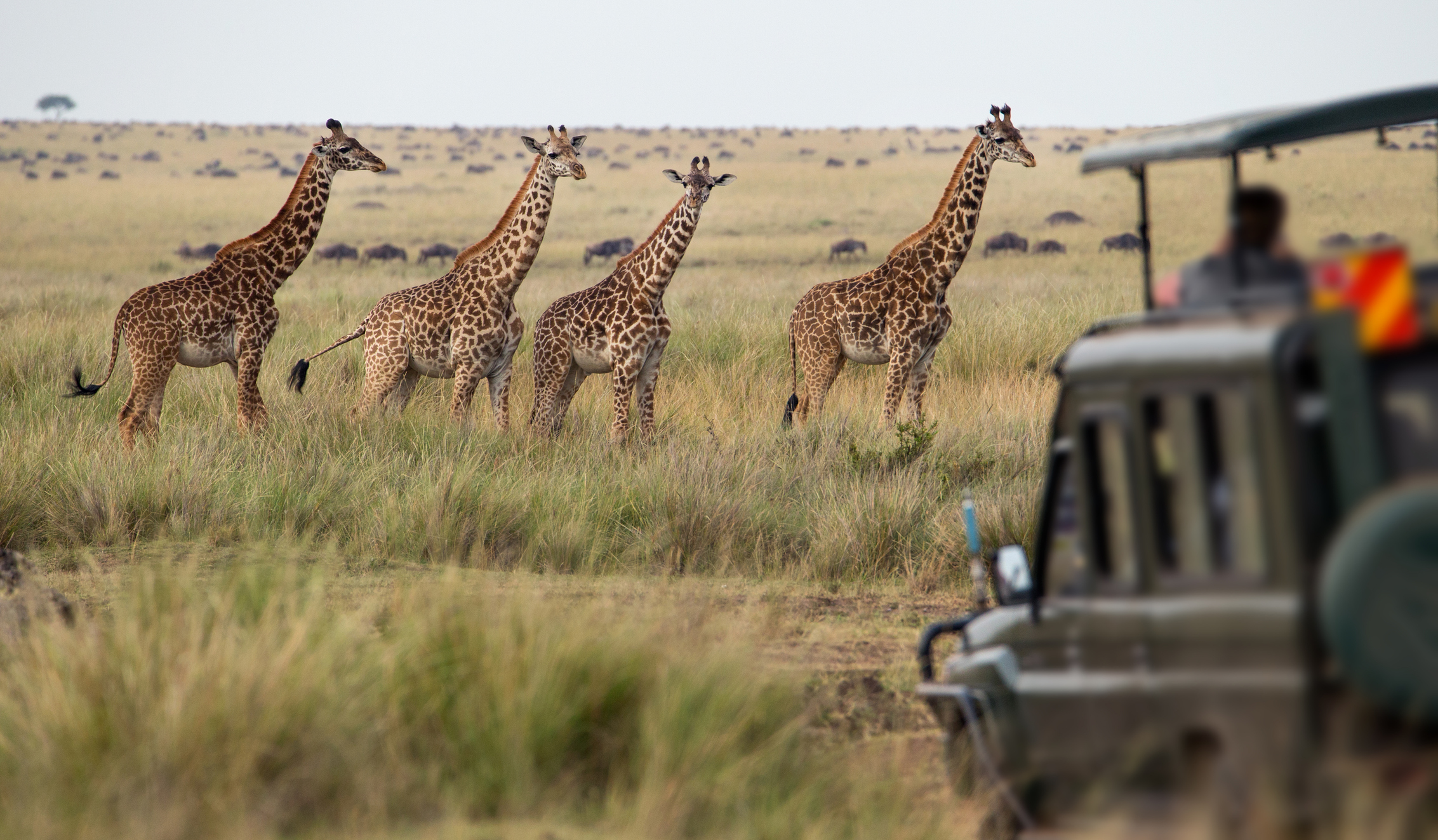 Giraffenherde in der Savanne