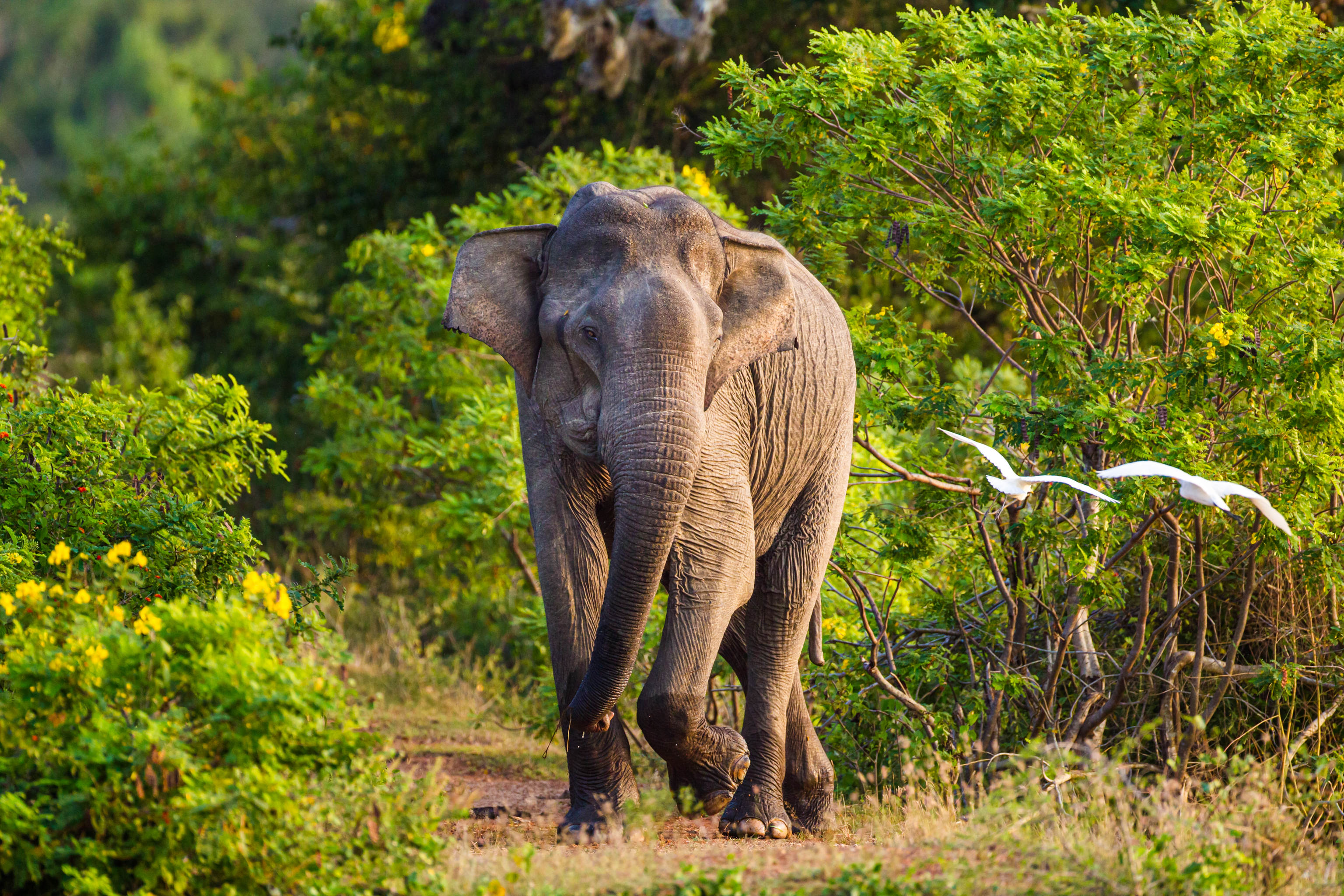 Ein asiatischer Elefantenbulle in der Musth jagt alles um das Wasserloch herum.