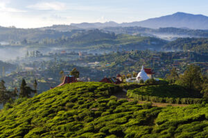 Teeplantagen von Sri Lanka