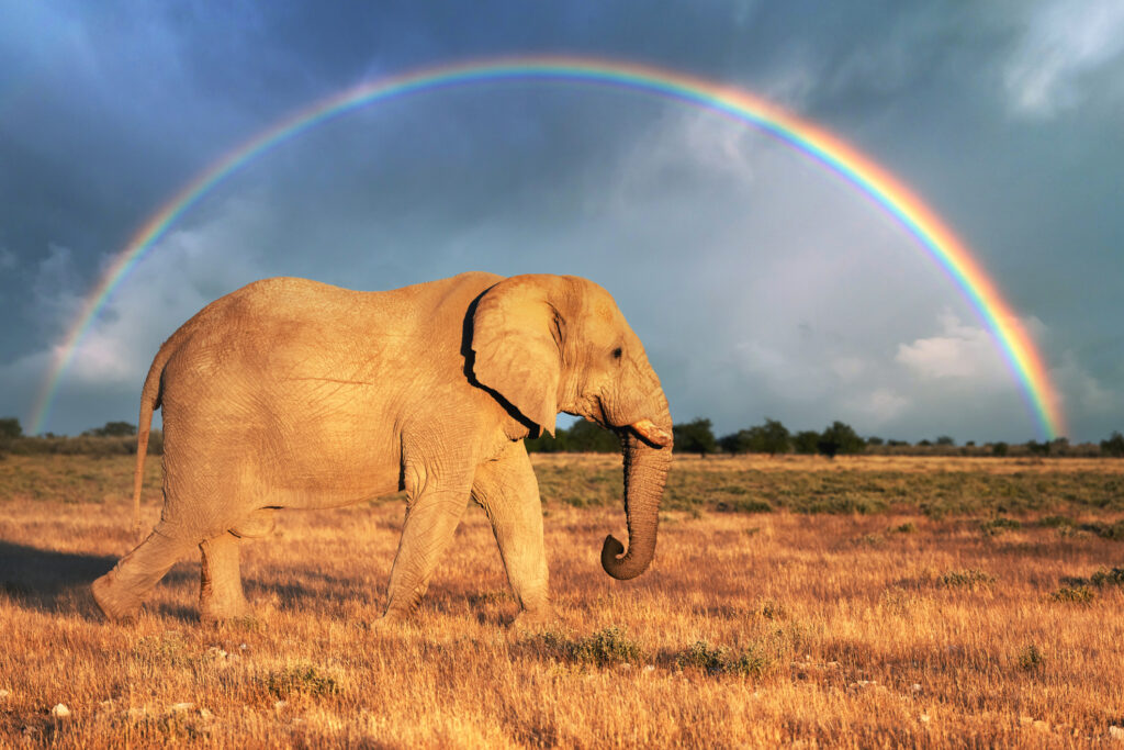 Nahaufnahme eines großen afrikanischen Elefanten unter dem Regenbogen