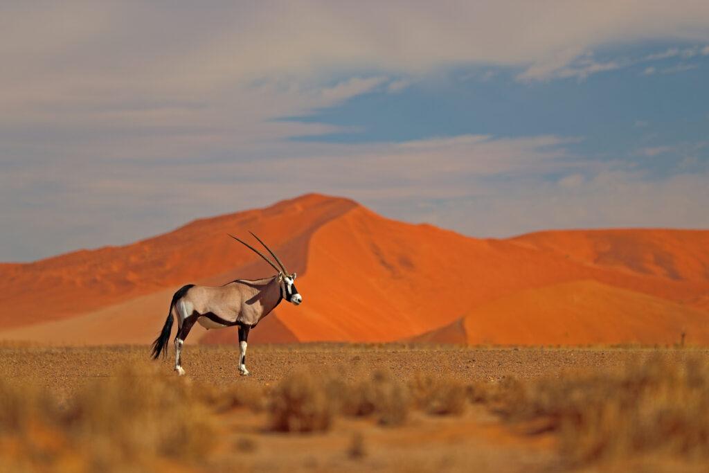 Oryxantilope vor einer orangefarbenen Sanddüne im Abendrot.