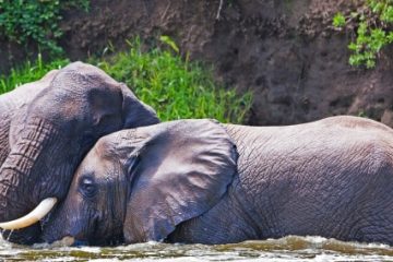Uganda Kazinga Kanal