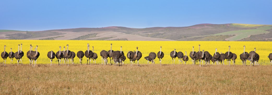 Oudtshoorn und Garden Route in Südafrika