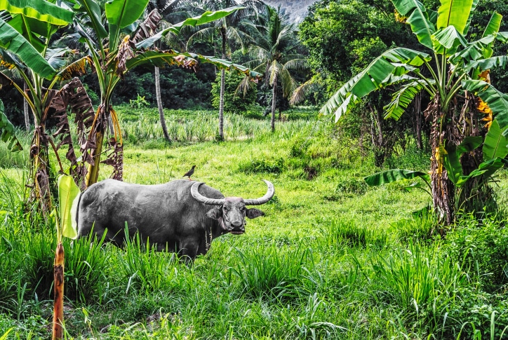 10 Gründe für eine Reise nach Laos - Flora und Fauna