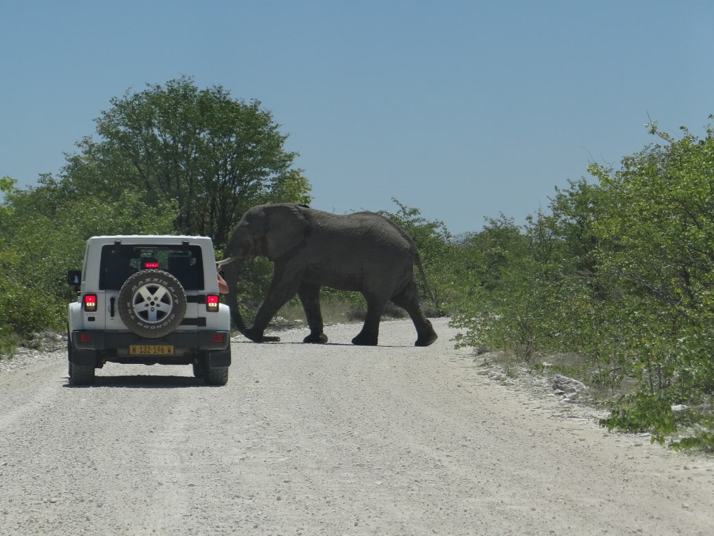 namibia-rundreise- safari etosha