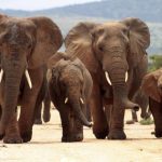 Urlaub im August - Südafrika - Reise - Elefant - Safaris