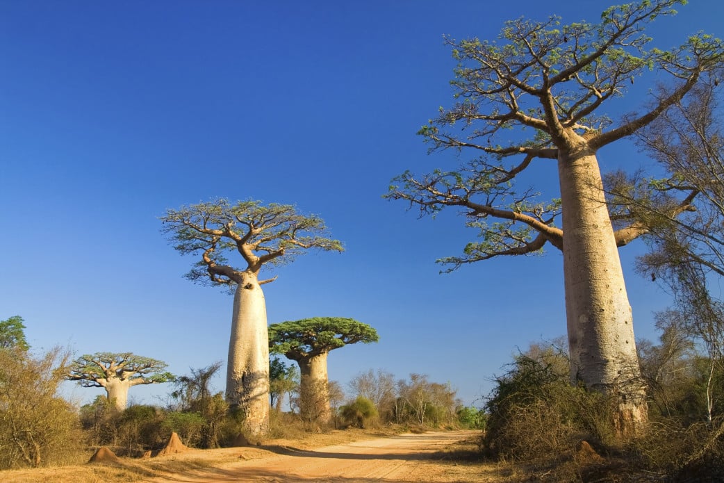 Online Reisetipps Madagaskar