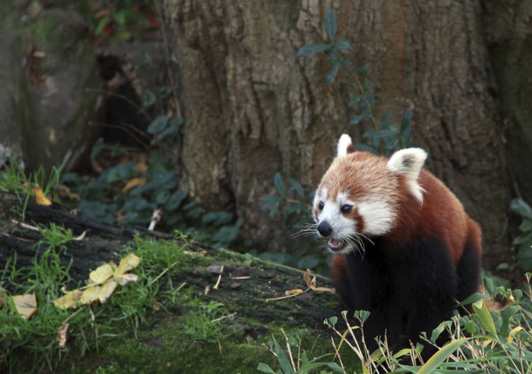 Bhutan Reise - Roter Panda