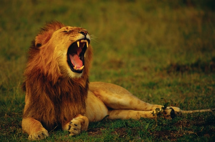 Löwe Hell's Gate Nationalpark in Kenia