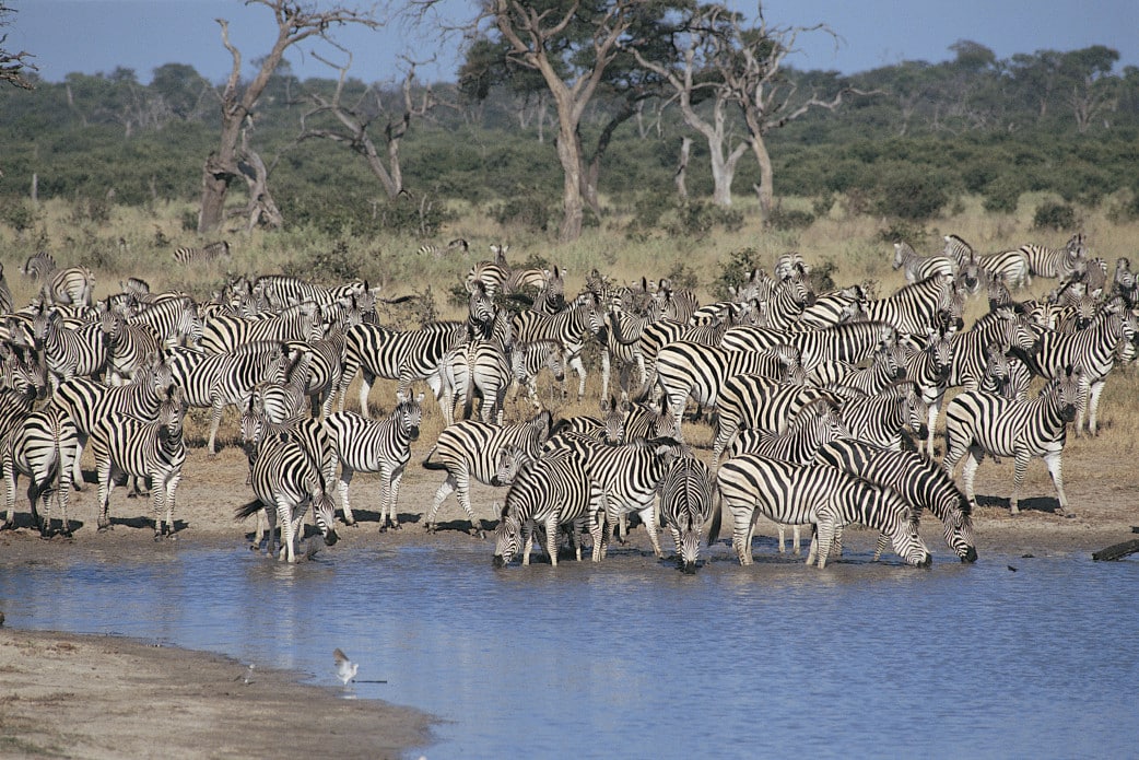 Botswana Safari im Juni