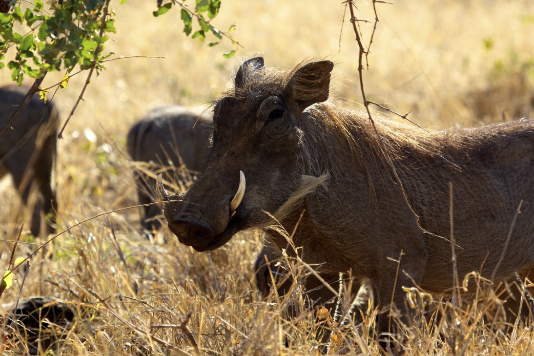 Safari im krueger nationalpark
