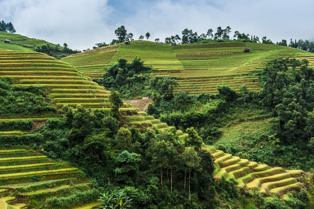 Reisterrassen in Nordvietnam