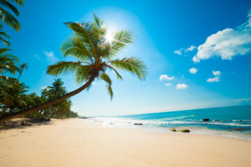 Palmenstrand in Sri Lanka als warmes Reiseziel im Winter