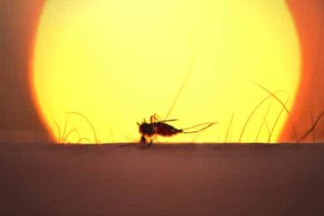 Schutz vor Malaria