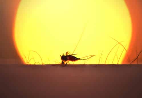 Schutz vor Malaria
