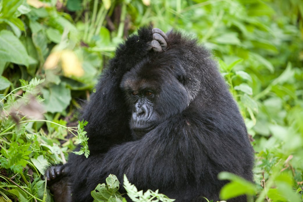 Gorilla - Parc National des Vulcans - Ruanda