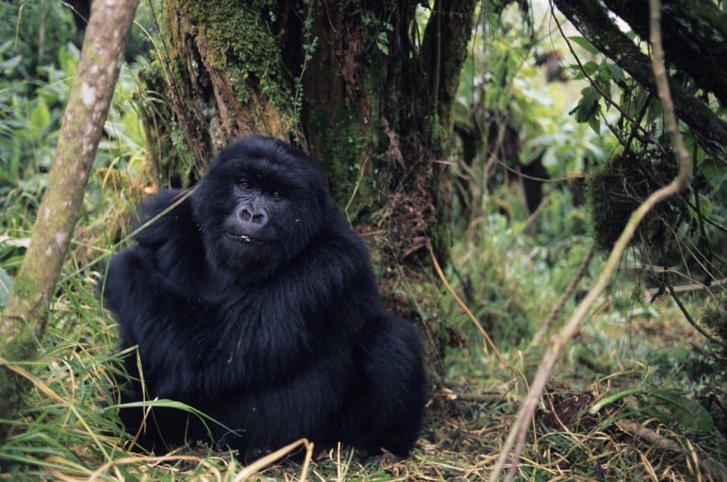 Ruanda Reisen - Rundreisen - Safaris in Ruanda - Gorilla Trekking