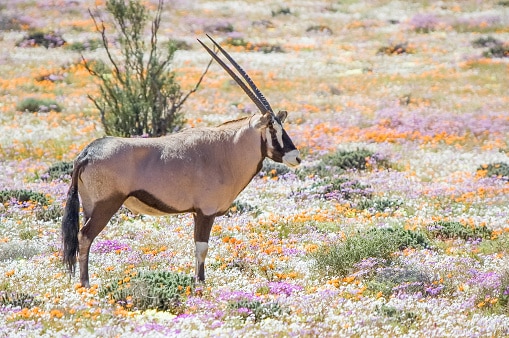 Blumenlandschaft - Namaqualand - Südafrika im September
