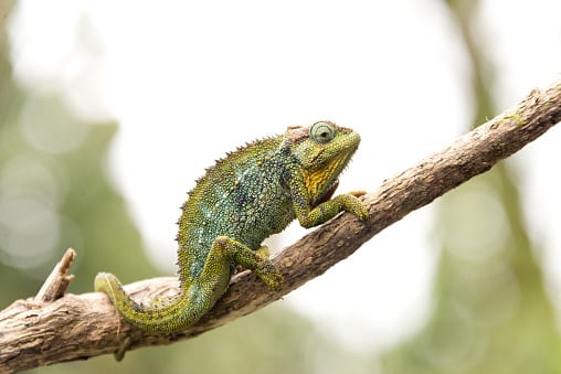 Uganda Reisen im Mai