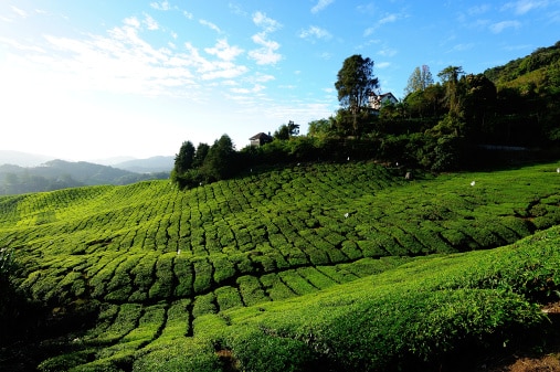 Cameron Highlands