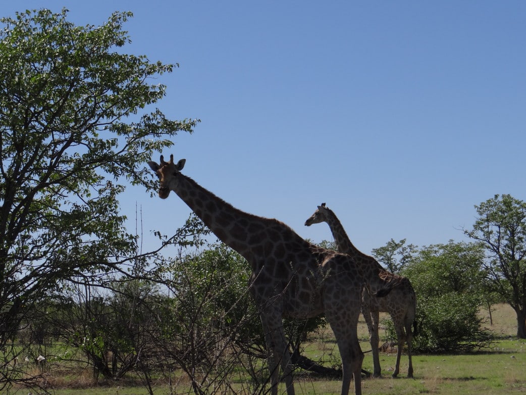 Giraffen in Namibias Savanne