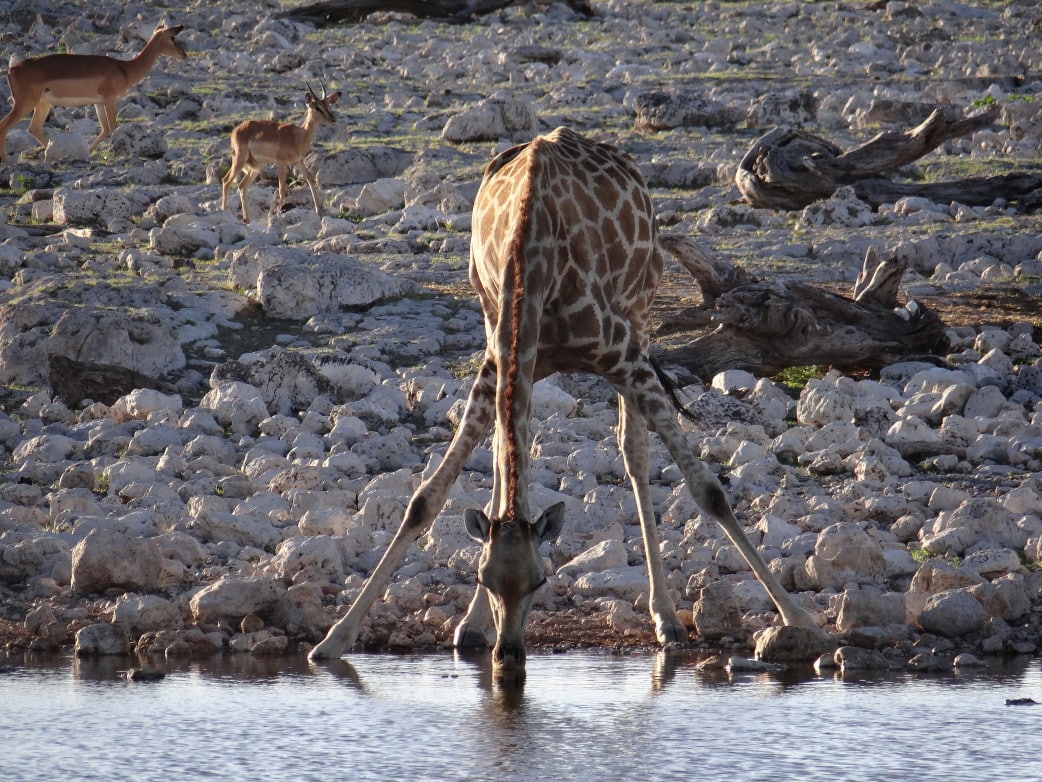 Aelbstfahrerreise durch Namibia alleine als frau