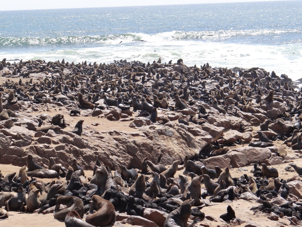 Robbenkolonie in Swakopmund
