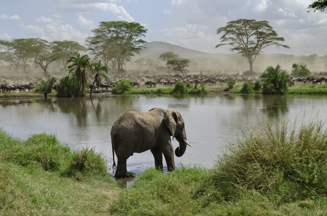 Tansania serengeti safari