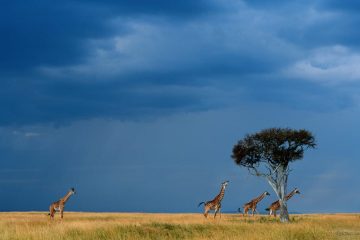 kenia reisen im september und oktober