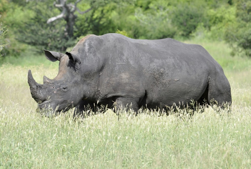 Nashorn Namibia 