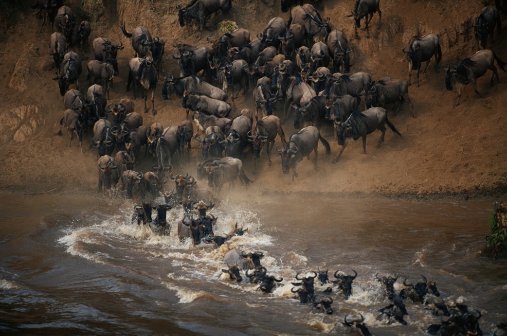 Gnus durchqueren während der Great Migration einen Fluss in Ostafrika