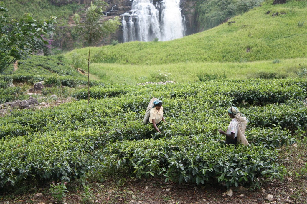 Teeplantage im Hochland von Sri Lanka