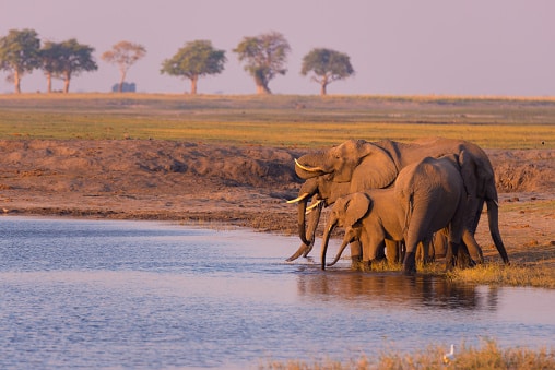 Ein Wasserloch im Etosha-Nationalpark mit einer Gruppe von Elefanten