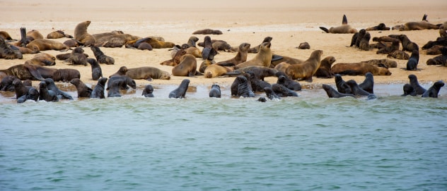Walvis Bay mit Robben
