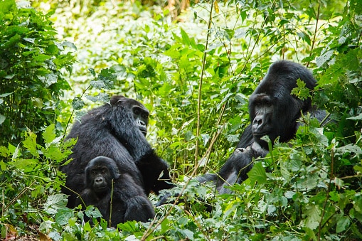 Silber Rücken Gorilla