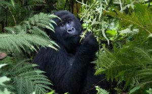 Ruanda Gorilla Trekking