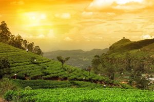 Teeplantagen Sri Lanka bei gelben Licht