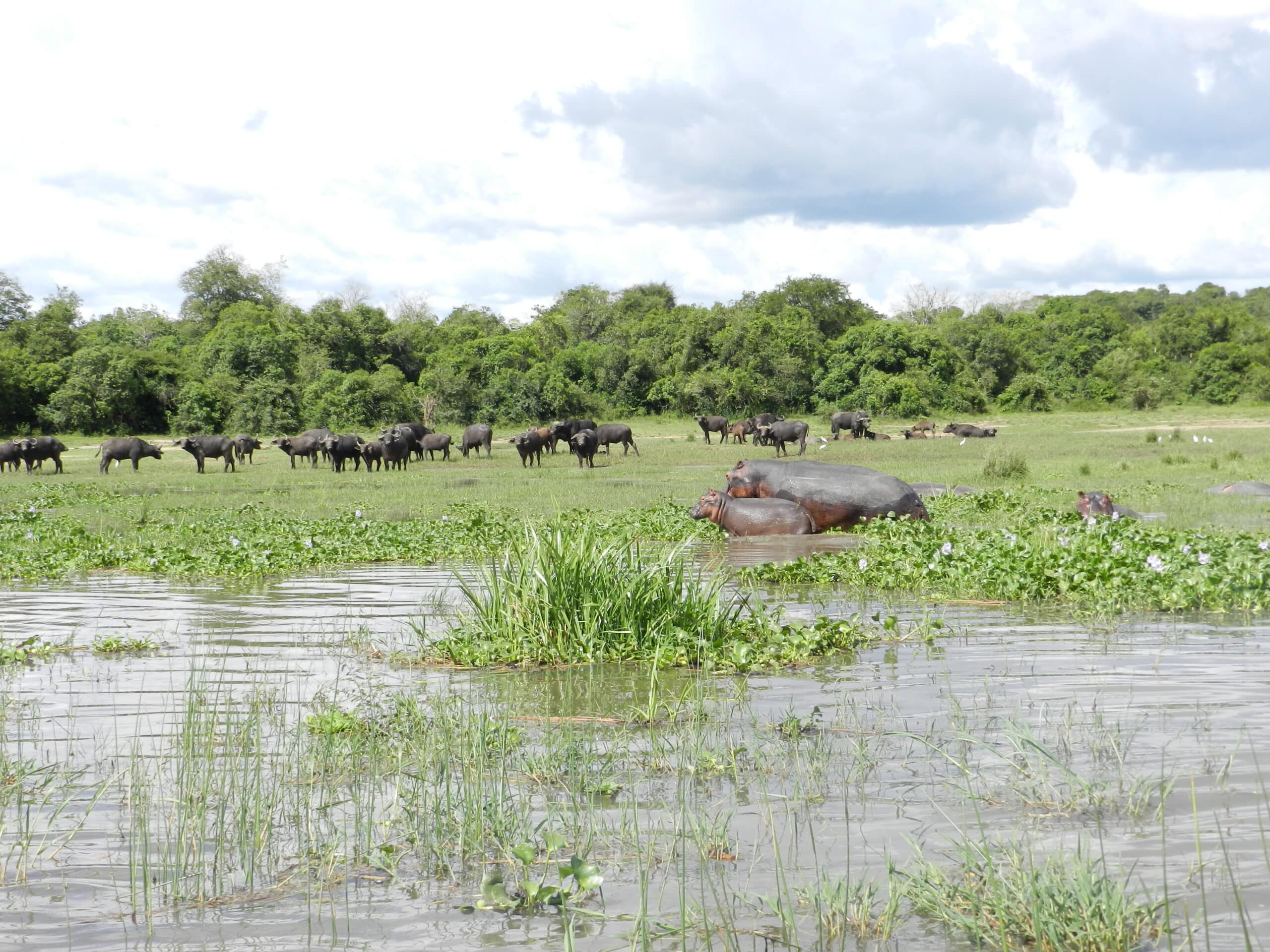 Safari & Nil-Bootstour