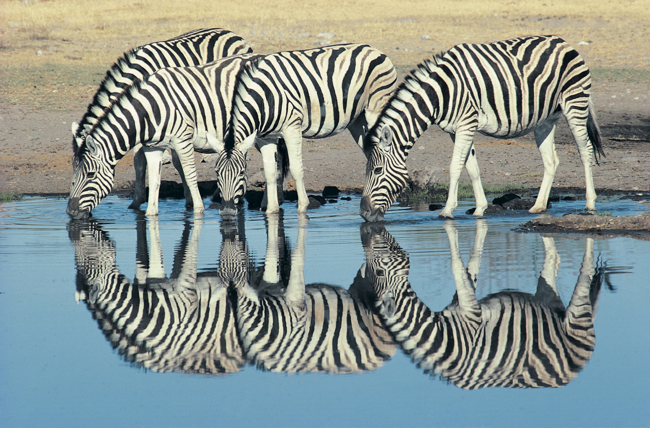 Zebras trinken an einem Wasserloch im Etosha-Nationalpark in Namibia