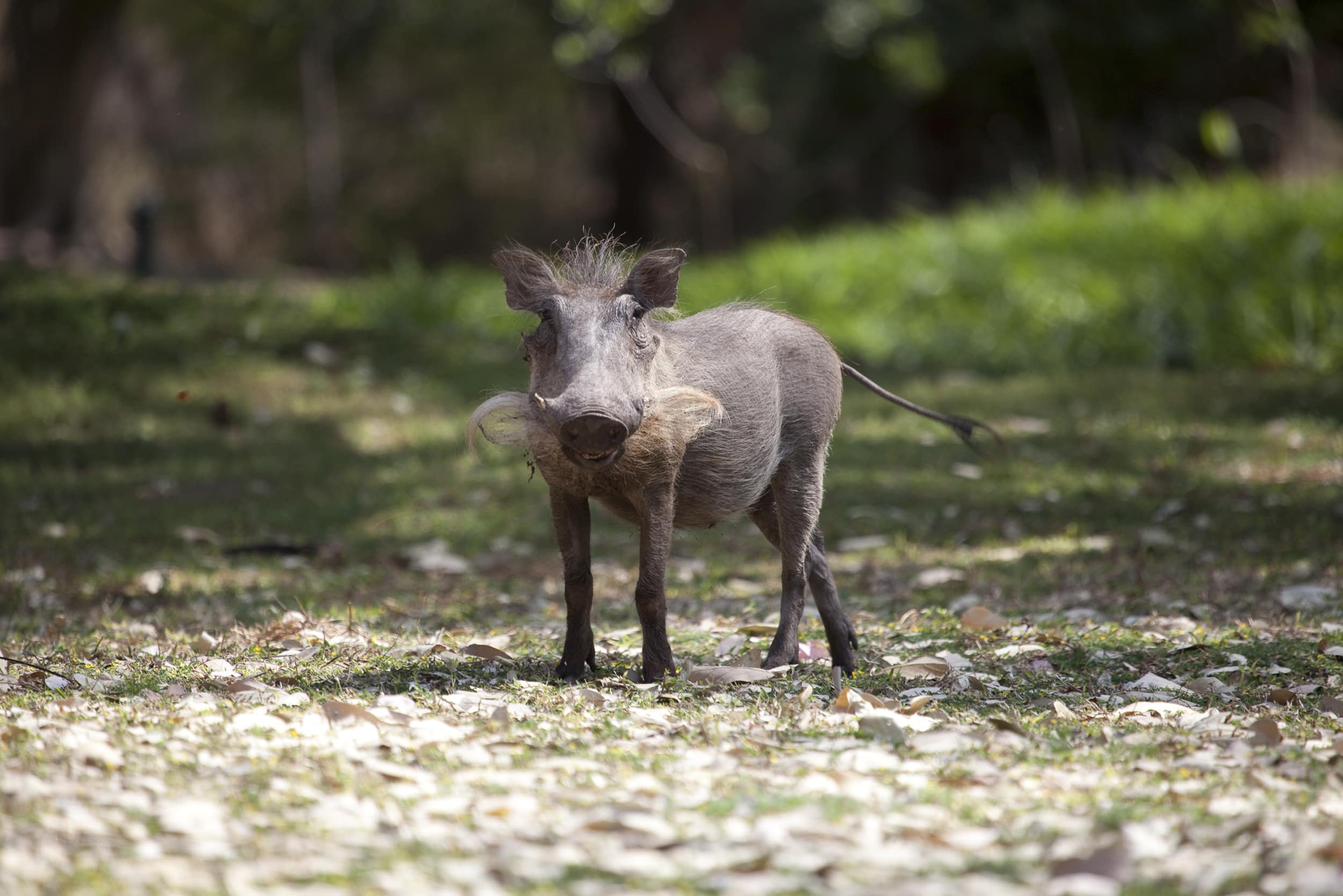 Warzenschwein im Tuli Block in Botswana