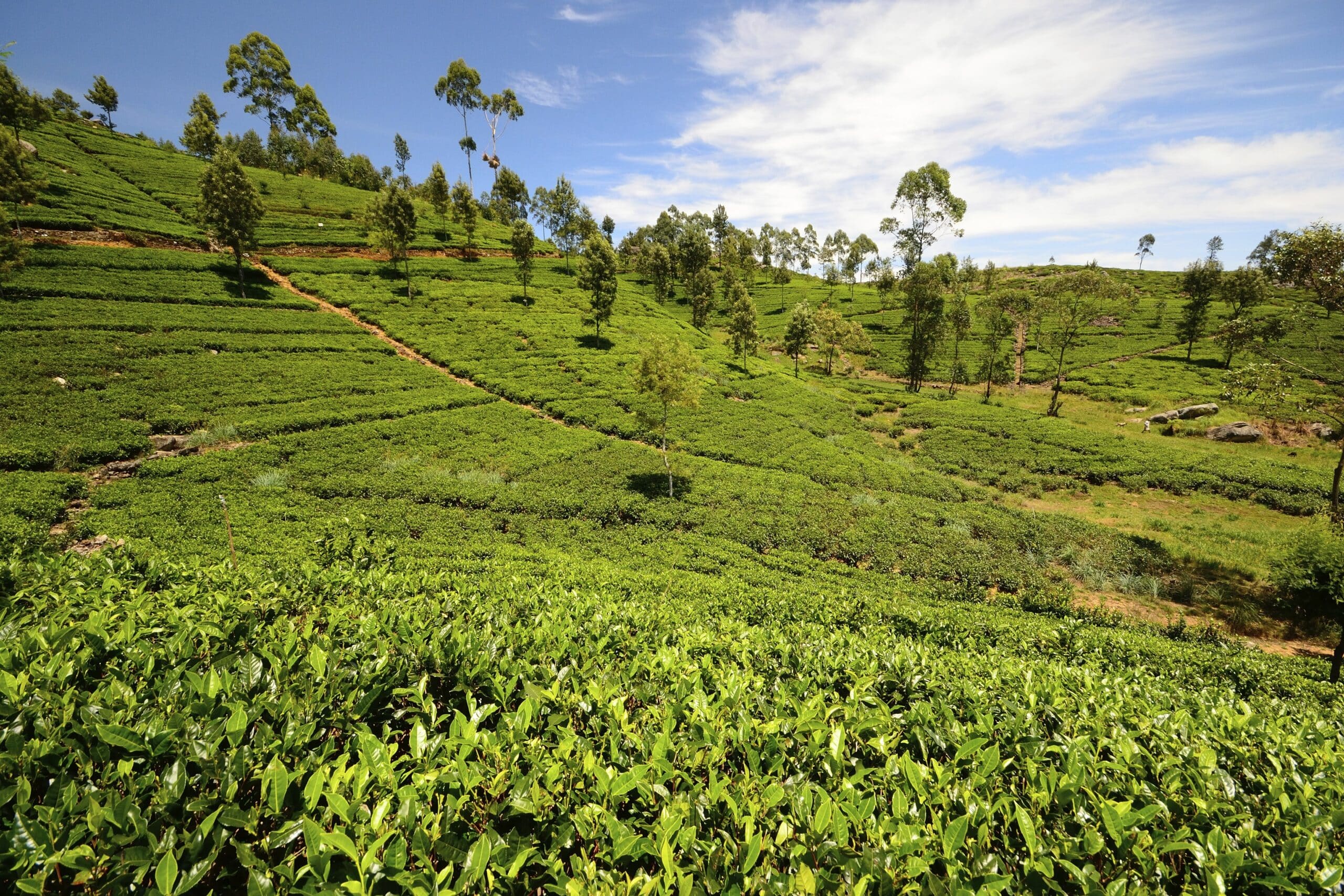 Teeplantagen im Hochland von Sri Lanka